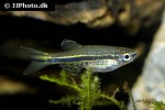 danio nigrofasciatus danio nigrofasciatus