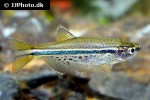 danio nigrofasciatus danio nigrofasciatus