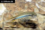 danio nigrofasciatus danio nigrofasciatus