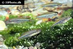 danio nigrofasciatus danio nigrofasciatus