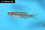 danio quagga danio quagga