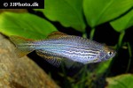 danio quagga danio quagga