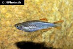 danio quagga danio quagga