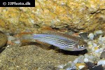 danio quagga danio quagga