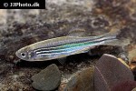 danio quagga danio quagga