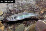 danio quagga danio quagga