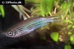 danio quagga danio quagga