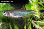 danio quagga danio quagga