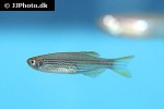 danio quagga danio quagga