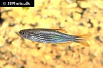 danio quagga danio quagga