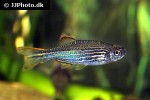 danio quagga danio quagga