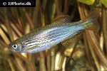 danio quagga danio quagga