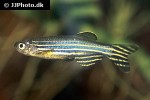 danio rerio danio rerio