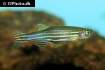 danio rerio danio rerio