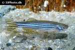 danio rerio danio rerio