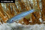 danio rerio danio rerio
