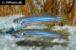 danio rerio danio rerio