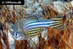 danio rerio danio rerio