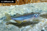 danio rerio danio rerio