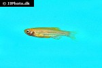 danio rerio gold danio rerio gold