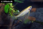 danio rerio gold danio rerio gold