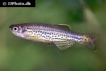 danio rerio var frankei danio rerio var frankei