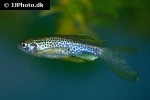 danio rerio var frankei danio rerio var frankei