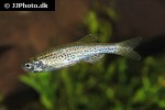 danio rerio var frankei danio rerio var frankei