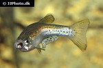 danio rerio var frankei danio rerio var frankei