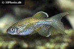 danio rerio var frankei danio rerio var frankei