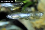 danio rerio var frankei danio rerio var frankei