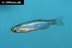 danio roseus danio roseus