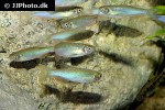 danio roseus danio roseus
