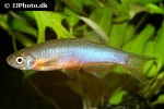 danio roseus danio roseus