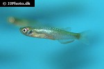 danio roseus danio roseus
