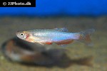 danio roseus danio roseus