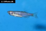 danio roseus danio roseus