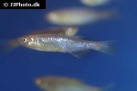 danio roseus danio roseus