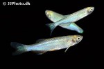 danio roseus danio roseus