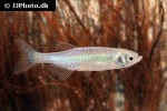 danio roseus danio roseus