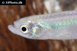 danio roseus danio roseus