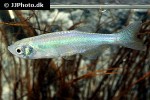danio roseus danio roseus
