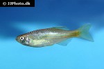 danio species magdalena danio species magdalena