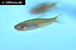 danio species northern glowlight danio species northern glowlight