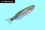 danio species tw01 danio species tw01