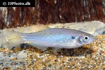 danio sysphigmatus danio sysphigmatus