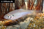 danio sysphigmatus danio sysphigmatus