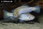 danio sysphigmatus danio sysphigmatus
