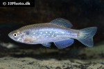 danio sysphigmatus danio sysphigmatus