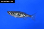 danio tinwini danio tinwini